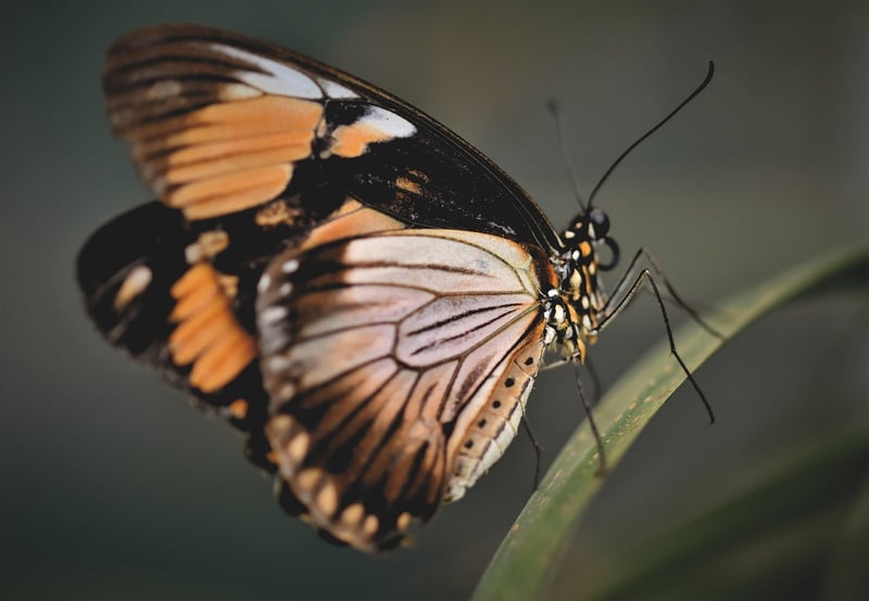 Butterfly Effect Safeguards